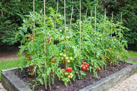 Tomato Plants Stake Support: Why It's Needed, Advantages .